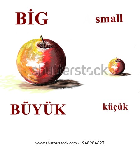 Apple fruit  illustration on  white background and Turkish English spelling. Available for language  training in Turkey.  It can be used to teach big and small concepts.