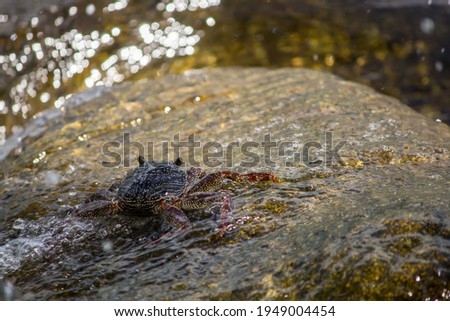 A sea crab on a rock Royalty-Free Stock Photo #1949004454