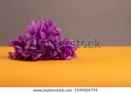 Flowers background with beautiful violet petals. Yellow and grey - Pantone 2021 colors.