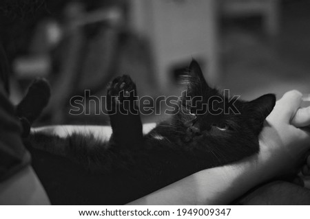                 black cat on the hands of a man close-up. Black and White photo               