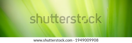 Amazing abstract background nature view of green leaf with copy space using as background natural green plants landscape, ecology,cover page, fresh wallpaper concept.
