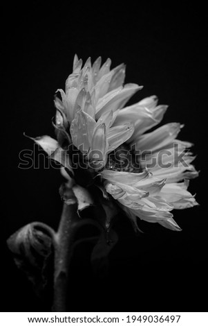 Macro shots of a dying sunflower 