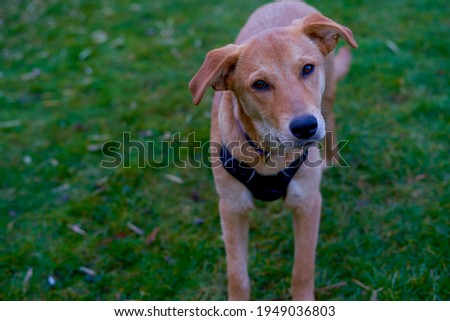 A cute dog standing on grass