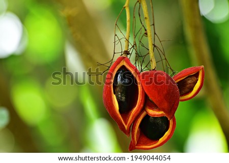chednut has red shell and black seed inside hanging ftom the chesnut tree