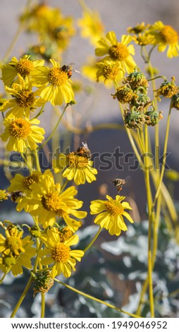 The wildflowers attract lots of bees, Nevada, March 2021