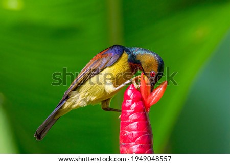 Male Brown-throated sunbird drinking nectar from the flower.