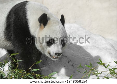 Portrait of Giant panda (Ailuropoda melanoleuca), also known as panda bear or simply panda, on snow in winter