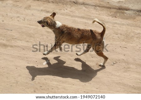 A brown colored street dog walking and jumping on the dusty ground with his shadow formed on the way.