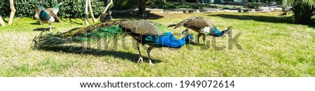 Panoramic photo of a family of peacocks grazing freely on the lawn in the park