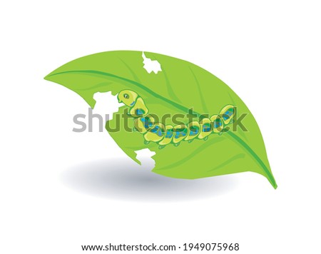 leaf and caterpillar vector illustration. caterpillars are eating leaves