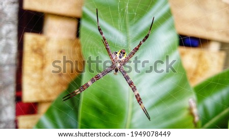 a spider that is in its web