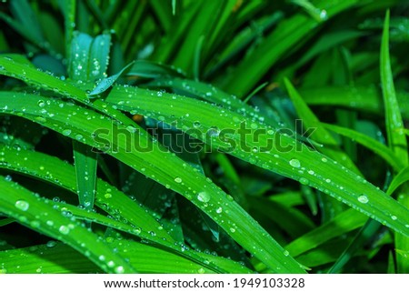 Natural green background.  Green leaves of a daylily (Latin: Hemerocallis) after a rain, close-up.