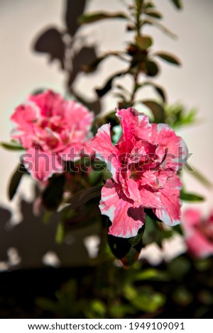 Pink and white azalea in bloom on a white background