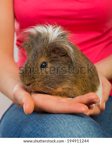 Woman hand holding a beautiful guinea pig