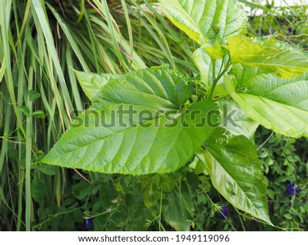 The green leaves are the leaves of the green mulberry tree