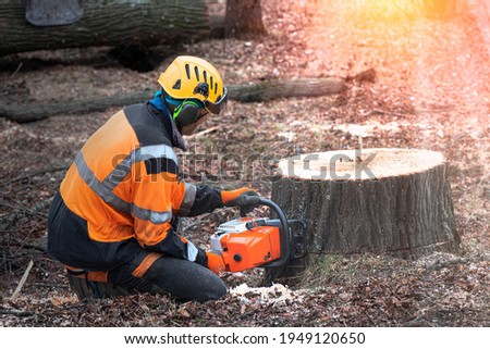 Lumberjack with chainsaw is shortening  a stump of sawed linden tree in linden alley. Removing diseased tree. In the bokeh background is Forest machine, that take away sawed trunk.  Royalty-Free Stock Photo #1949120650