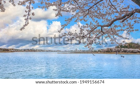 Lake Yeongrang in Sokcho, Gangwon-do, Republic of Korea
a picture taken in the background of a cherry blossom