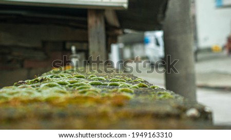 moss accumulation on the stone