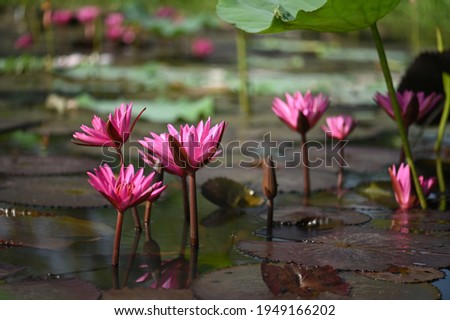 beautiful lotus flower blossom in pond