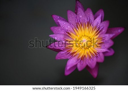beautiful lotus flower blossom in pond
