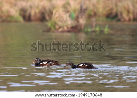 White-winged duck, White-winged wood duck