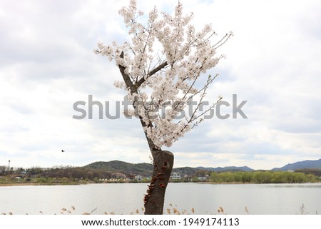 Holiday cherry blossom landscape on Uiwang Lake