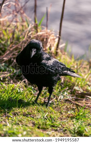 attentive raven stands on the green lawn of the lake and searches for food