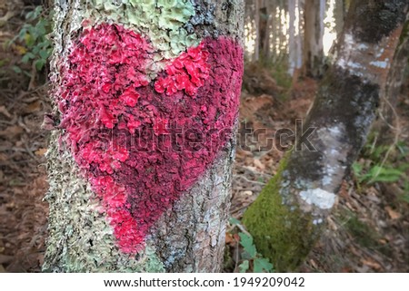 Red Heart Love Symbol Drawing on Tree Trunk in Galicia Forest along the Way of St James Pilgrimage Trail Camino de Santiago