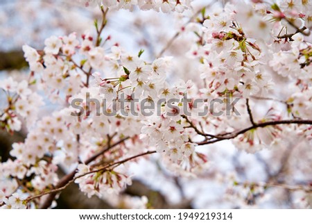 Close up blooming cherry tree in Shizuoka.