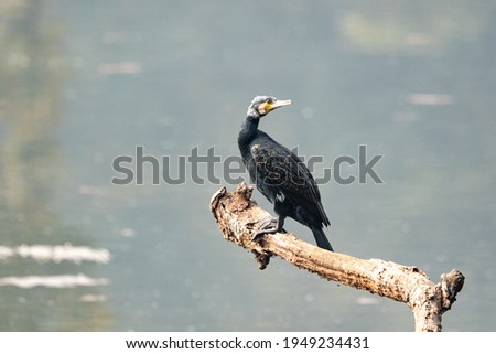 A cormorant perched on a dead branch above a lake in the early morning light.