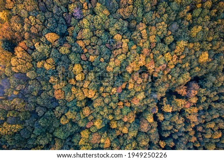 A bird's eye view of a Sauerland autumn forest. Taken with a drone.