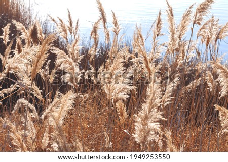 Thickets of dry reeds on the shore of the reservoir