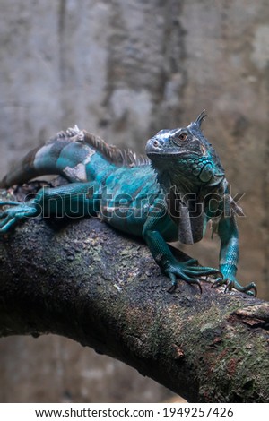 A blue iguana from Indonesia is on a tree trunk