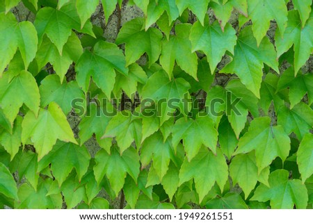 Background: green creeper on an old concrete stone wall