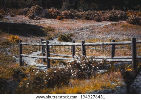 Scenery with a shallow depth of field and a selective focus on a small wooden bridge over the drain, with a bending pathway surrounded by grasses, flowers, and bushes of a meadow on a warm sunny day