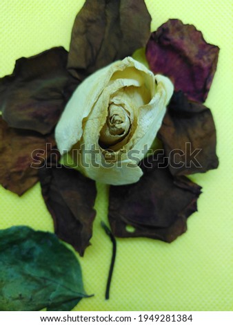 withered bud, petals and leaves of a rose on a yellow background