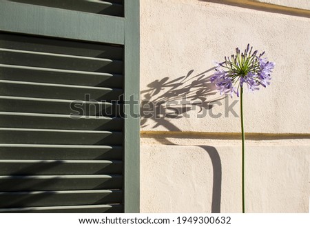 garden flower by the window Decorative outdoor plant. 