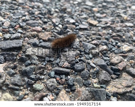 Furry caterpillar on the ground, Czech republic