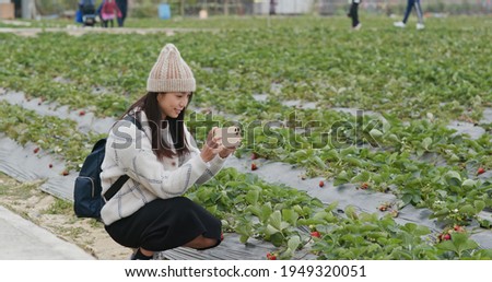 Woman take photo on cellphone in strawberry farm
