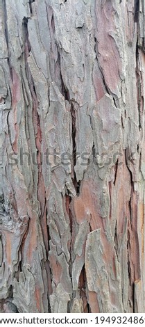 Photo of tree bark texture