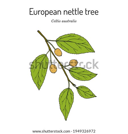 European nettle tree, or Mediterranean hackberry (Celtis australis), medicinal plant. Hand drawn botanical vector illustration Royalty-Free Stock Photo #1949326972
