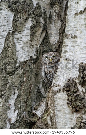 Little Owl (Athene noctua) camouflaged against a silver birch tree in the english countryside
