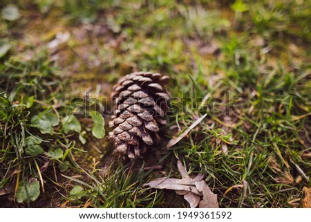 Shallow depth of field (selective focus) image with a pine cone on the grass in a forest.