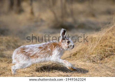 Snowshoe Hare Running in Early Spring. It's changing its winter white coat to brown