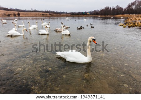 Swans on the Gorodishchenskoe lake near the Slovenian springs (springs of the Twelve Apostles). Izborsk, Russia 