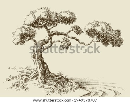 Olive tree hand drawn vector illustration Royalty-Free Stock Photo #1949378707