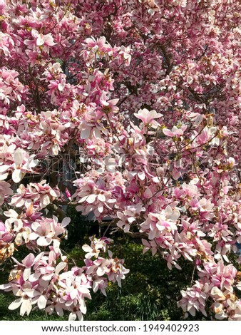 Blossoming Magnolia tree in Riehen, near Basel, in Switzerland
