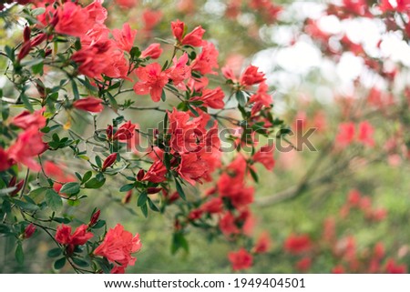 Red azalea bush in the woods with a soft blurry background of greenery. Good background image.