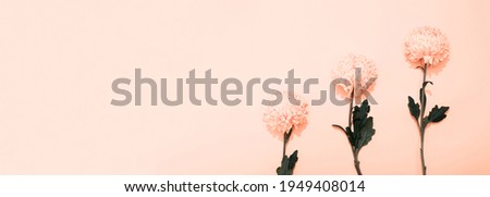 Bright petals of lush chrysanthemum on pink background with copy space, text place. Banner frame with flower in a minimalist style. Billboard. Delicious plant aroma. Hello spring, summer time. Three.