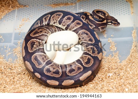 Python female incubates her eggs, Python protecting nest.